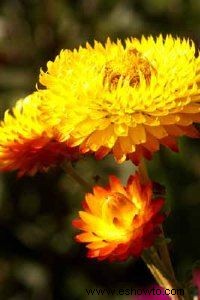 Eternos, Strawflowers 