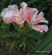 Godetia, Adiós a la primavera, Clarkia 