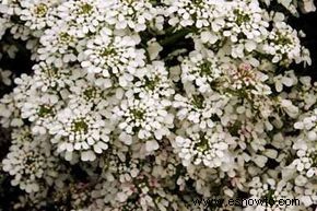 Candytuft anual 