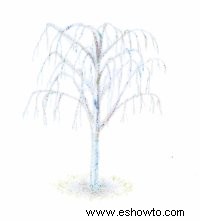 Consejos para cultivar árboles de sombra y árboles de hoja perenne 