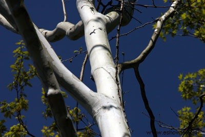 Consejos para cultivar árboles de sombra y árboles de hoja perenne 