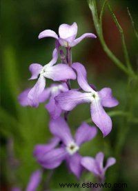 Flor común anual 