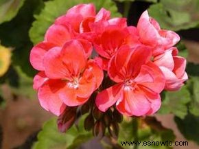 Regal, Martha Washington, Lady Washington Geranio, Pelargonium 