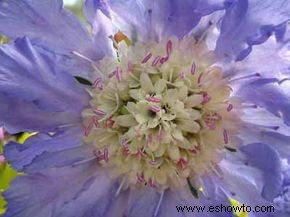 Scabiosa, flor de acerico, novia de luto 