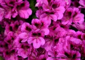 Schizanthus, flor de mariposa, orquídea del pobre hombre