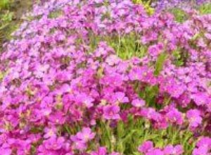 Flox Anual (Phlox drummondii): Orgullo de Texas – Guía Experta de Cultivo