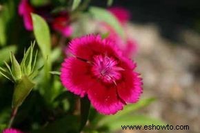 Aster, China Aster