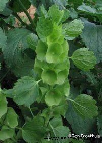 Campanas de Irlanda, flor de concha, bálsamo de las Molucas