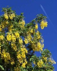 Árbol de cadena dorada