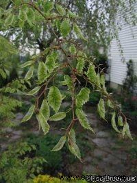 Árbol Zelkova japonés