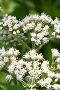 Ageratum resistente, flor de niebla