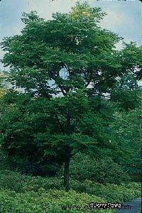 Árbol de café de Kentucky