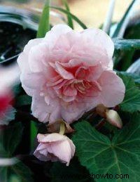 Begonia tuberosa 