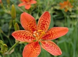 Lirio de Zarzamora (Belamcanda chinensis): Guía Completa de Cultivo y Cuidados