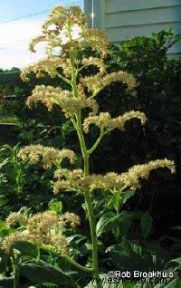 Rodgersia