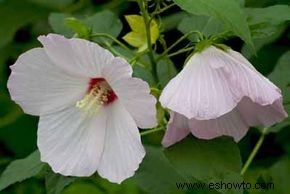 Malva rosa, malva pantanosa