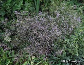 Lavanda marina