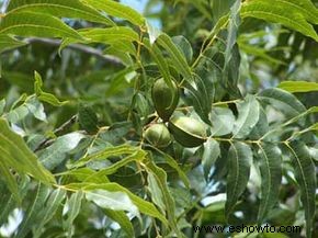 Pecan Tree