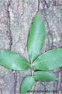 Árbol de nogal shagbark