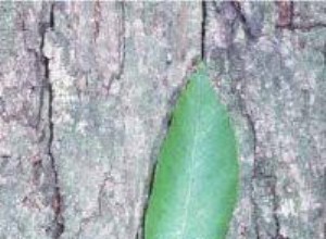 Árbol de Nogal Shagbark (Carya ovata): Características, Cultivo y Usos