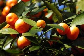 Árbol de naranja dulce