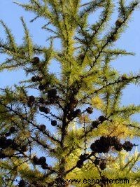 Tamarack Tree