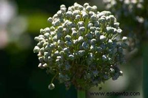 Cebolla en flor