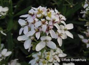 Candytuft