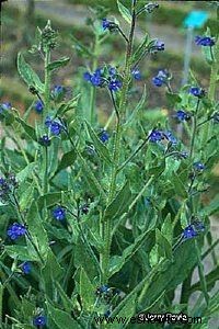 Bugloss italiano