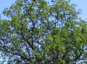 Nogal Negro (Juglans nigra): Guía Completa sobre Descripción, Cultivo y Usos