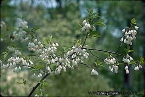 Árbol de Carolina Silverbell