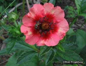 Cinquefoil