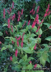 Knotweed, flor de vellón del Himalaya