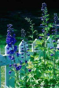 Delphinium, Larkspur