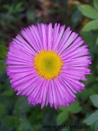 Fleabane