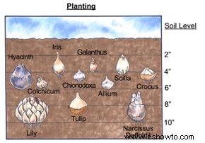 Plantar bulbos