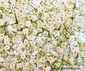 Gypsophile rastrero, aliento de bebé rastrero