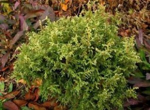 Falso Ciprés Enano: La Conífera Ideal para Jardines de Rocas