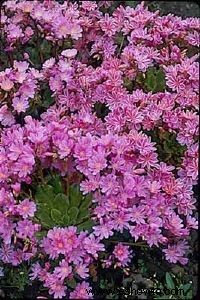 Lewisia