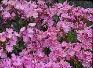 Lewisia