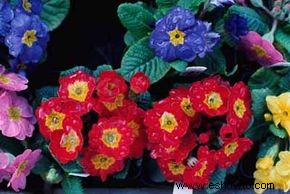 Polyanthus prímula