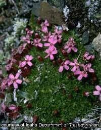 Moss Campion