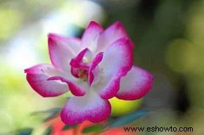 Rosas Floribunda