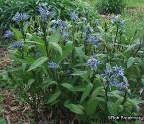 Bluestar, Blue Dogbane, Blue Star-of-Texas