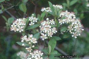 Aronia roja