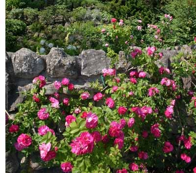 Cómo cuidar las rosas