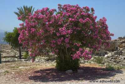 Cómo cuidar las rosas