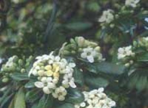 Pittosporum tobira: Guía completa del arbusto perenne  naranja simulada 