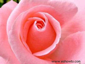 Cómo diseñar un jardín de rosas