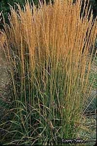 Hierba de junco pluma